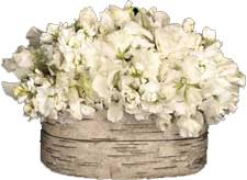 ABC Flowers St. Vincent's Hospital Fitzroy melbourne deliver a039 cremorne a flower arrangement of white seasonal flowers melbourne wide free delivery to all melbourne inner suburbs