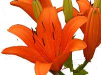 ABC Flowers St. Vincent's Hospital Melbourne Fitzroy deliver B007 Bunch of tiger lily to st vincent;s hospitals melbourn only